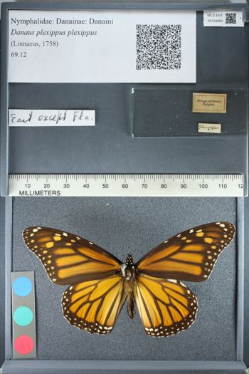 Media type: image;   Entomology 164960